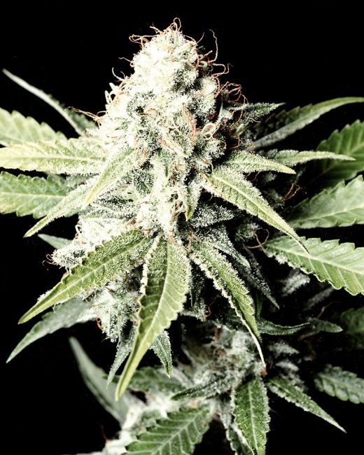 Great White Shark Feminised Seeds - 3 Seeds - Greenhouse Seed Co. - USA Dropship