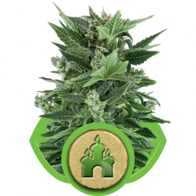 Royal Kush Auto Feminised Seeds - 1 Pack - Royal Queen Seeds