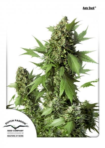 Duck Auto Feminised Seeds - 3 Pack - Dutch Passion