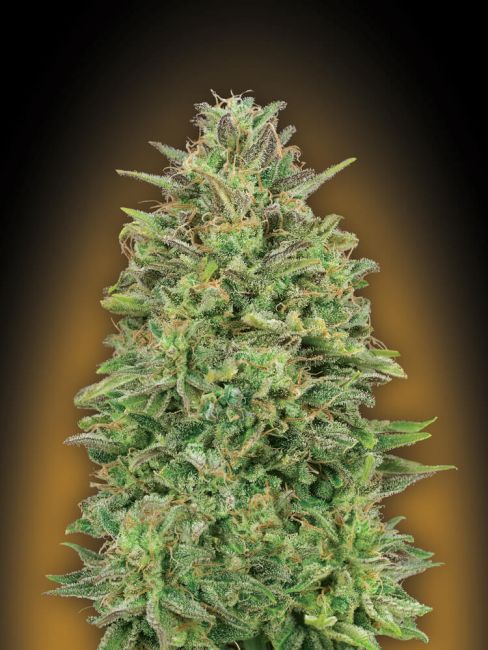 00 Skunk Feminised Seeds - 5 Seeds - 00 Seeds - USA Dropship
