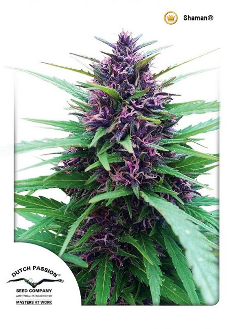 Shaman Regular Seeds - 10 Pack - Dutch Passion