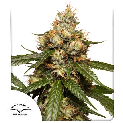 THC-Victory Auto Feminised Seeds - 3 Pack - Dutch Passion