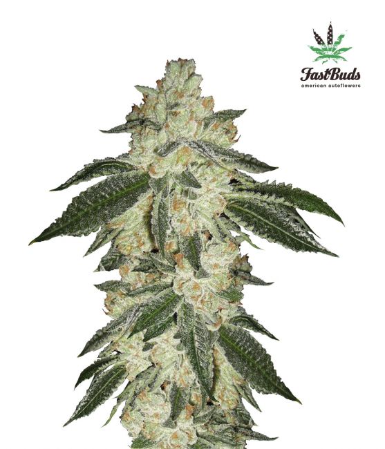 Green Crack Auto Feminised Seeds - 2 Seeds - FastBuds - USA Dropship