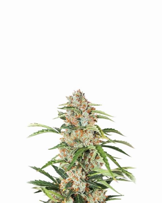 Orange Bud Auto Feminised Seeds - 5 Pack - Nirvana Seeds
