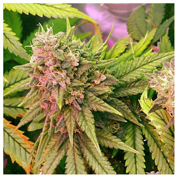 Bubblelicious Auto Feminised Seeds - 5 Pack - Nirvana Seeds