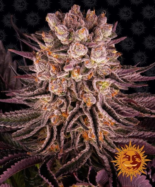 Mimosa x Orange Punch Feminised Seeds - 5 Seeds - Barney's Farm - USA Dropship
