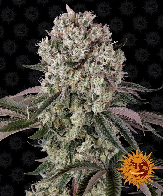 Glookies Feminised Seeds - 10 Seeds - Barney's Farm - USA Dropship