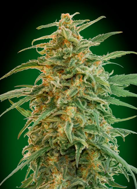 Gorilla Auto Feminised Seeds - 3 Pack - 00 Seeds
