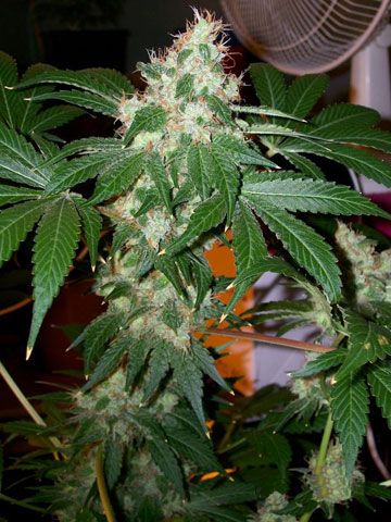 Chem Valley Kush Feminised Seeds - 6 Seeds - Cali Connection - USA Dropship