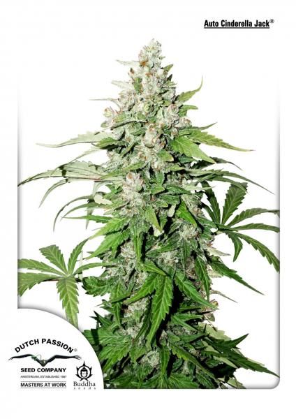 Cinderella Jack Auto Feminised Seeds - 7 Pack - Dutch Passion