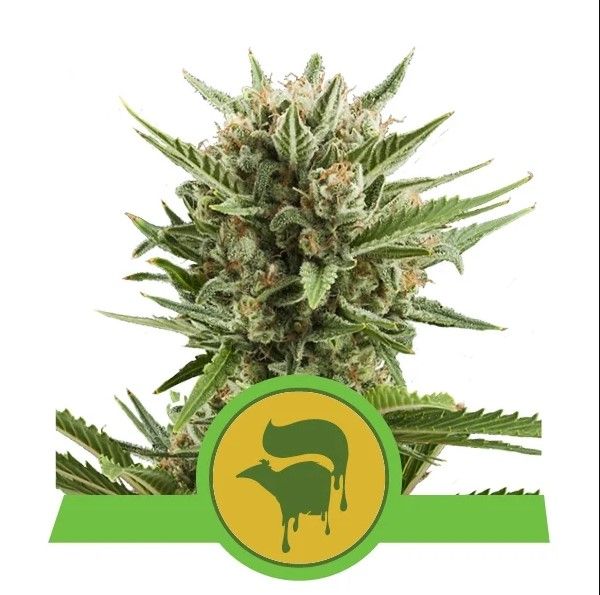 Sweet Skunk Auto Feminised Seeds - 1 Pack - Royal Queen Seeds