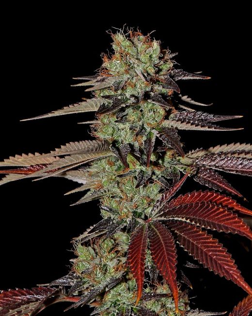 King's Kush Auto Feminised Seeds - 3 Pack - Greenhouse Seed Co.
