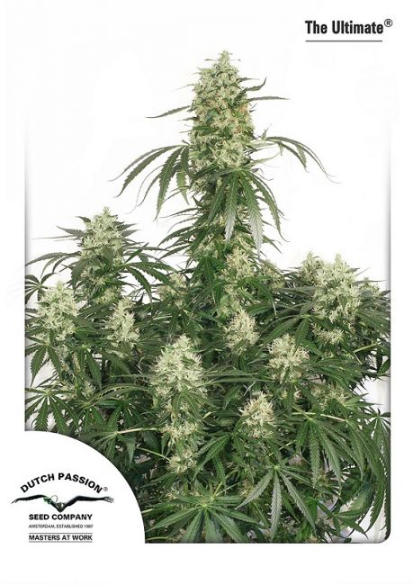 The Ultimate Feminised Seeds - 1 Pack - Dutch Passion