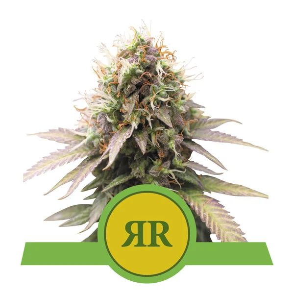 Royal Runtz Auto Feminised Seeds - 3 Seeds - Royal Queen Seeds - USA Dropship