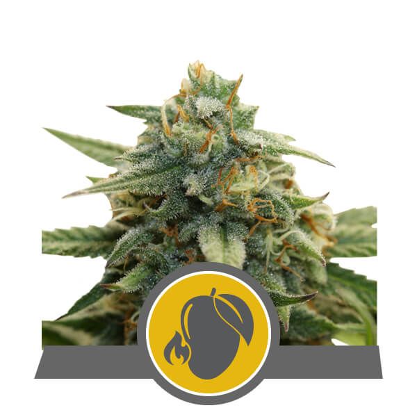 Mango Crunch Regular Seeds - 10 Pack - Royal Queen Seeds