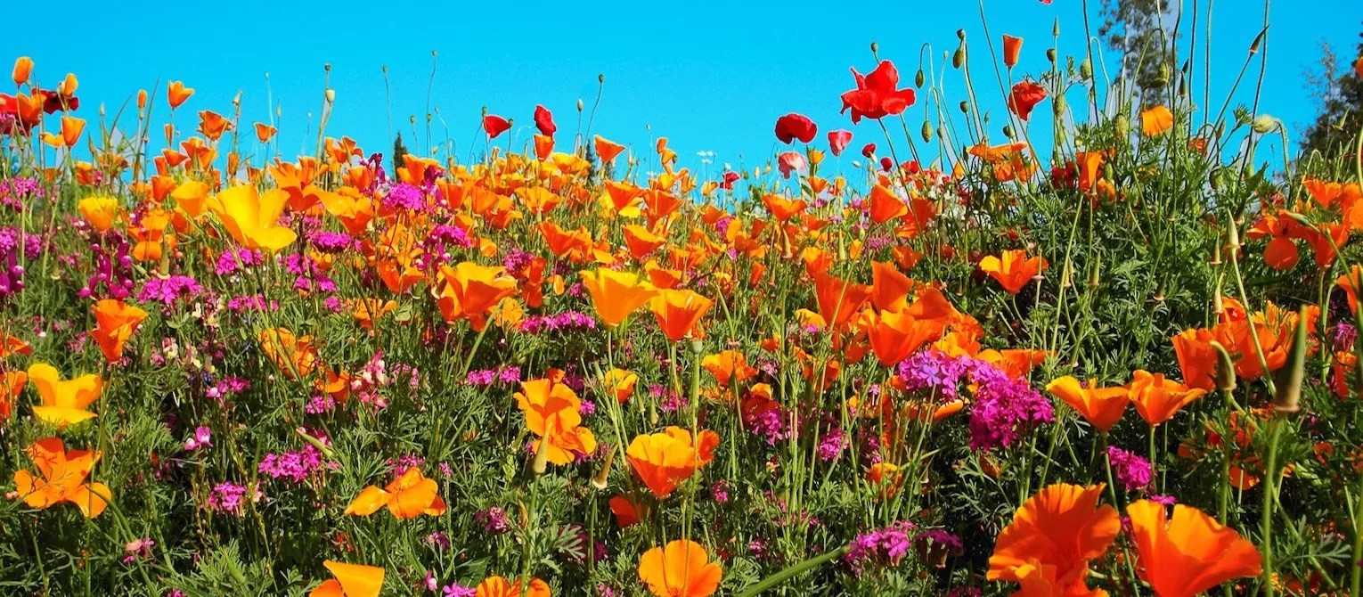 Flower Field