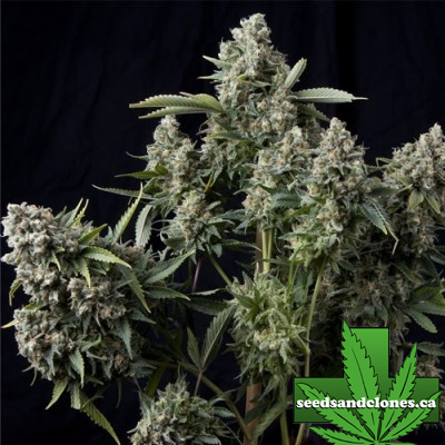 King Tut Seeds King Tut Seeds For Sale Canuk Buy King Tut Seeds 