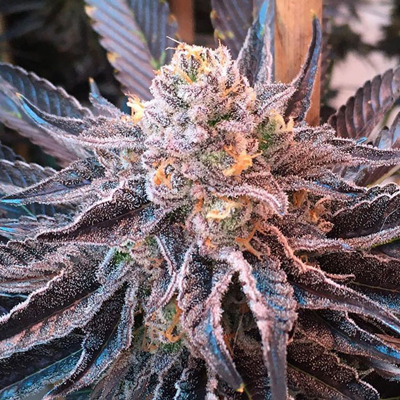 Symbiotic genetics, based in california, has taken the cannabis industry by storm in recent years by developing and introducing some of the markets most . Punch Breath Horror Seeds