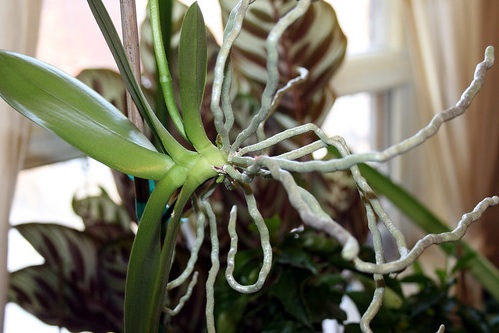 Orchid propagation