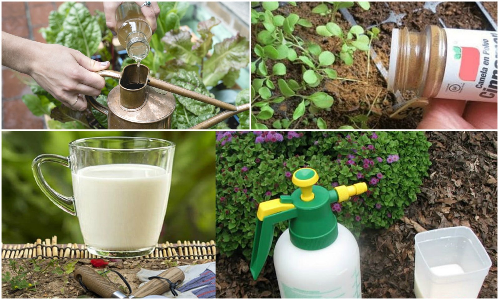 3 Easy Ways To Help Your Sick Plants Heal
