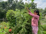 Why I M Topping My Tomatoes Seed To Fork