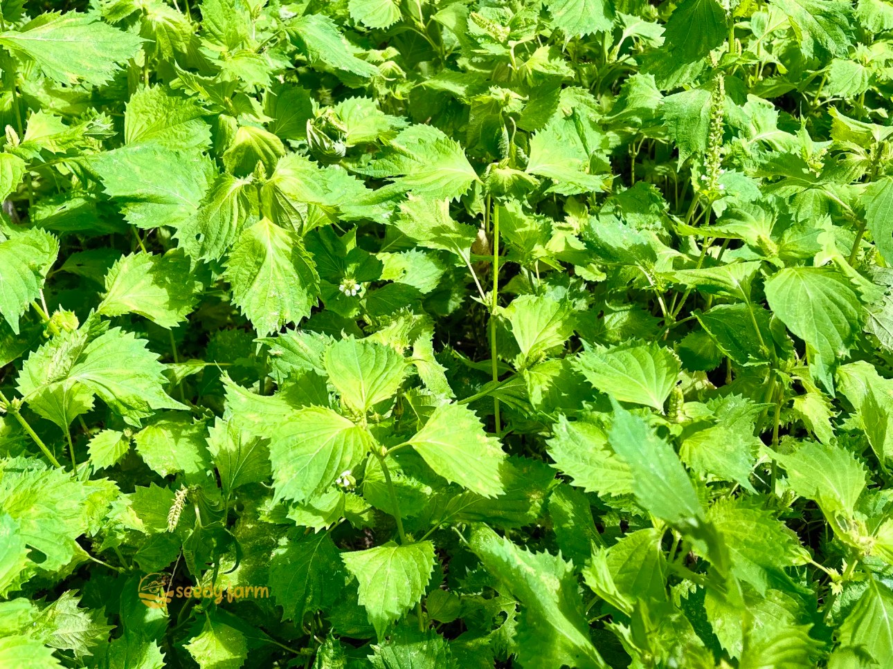 Un parche denso de plantas de shiso maduras y de un verde vibrante (Perilla frutescens) con numerosas hojas dentadas y varias espigas de flores emergentes que indican el comienzo de la etapa de floración.