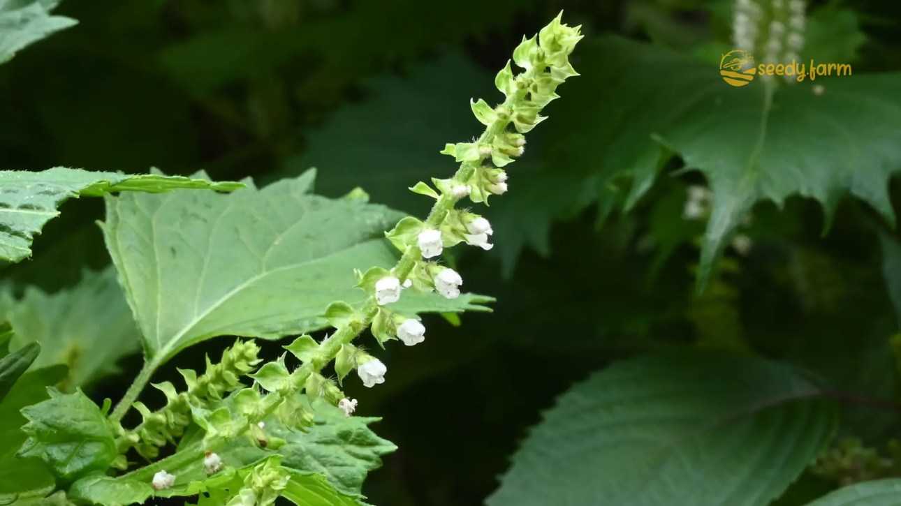 Primer plano de flores de shiso