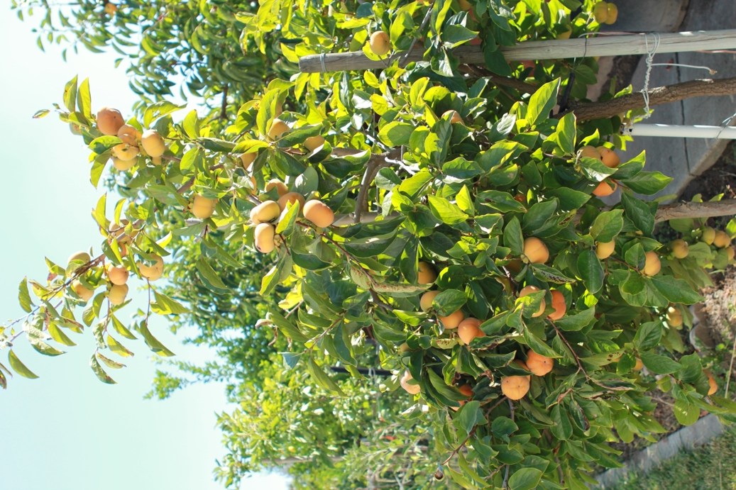 American Persimmon Naturehills Com