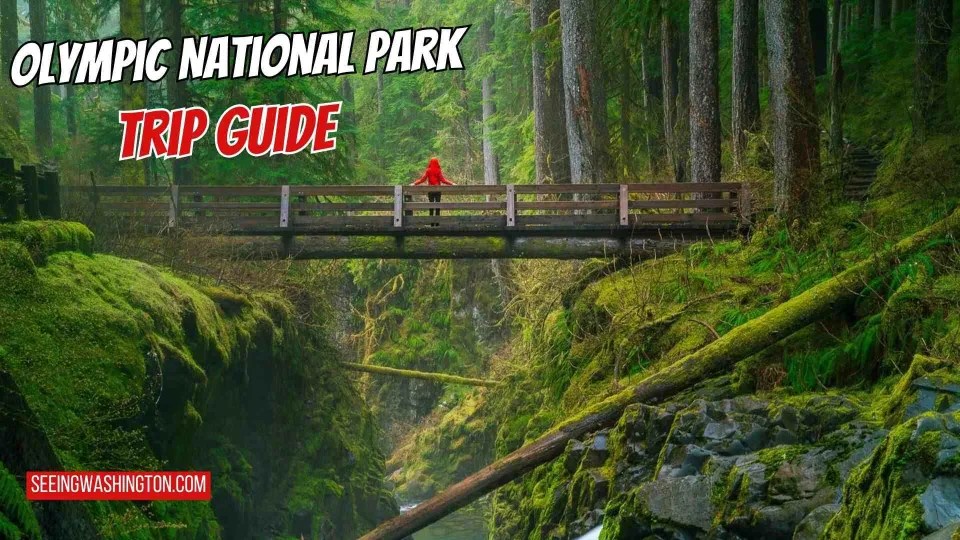 Plan Your Olympic National Park Trip Itineraries Tips 2026 Olympic National Park Trip.webp