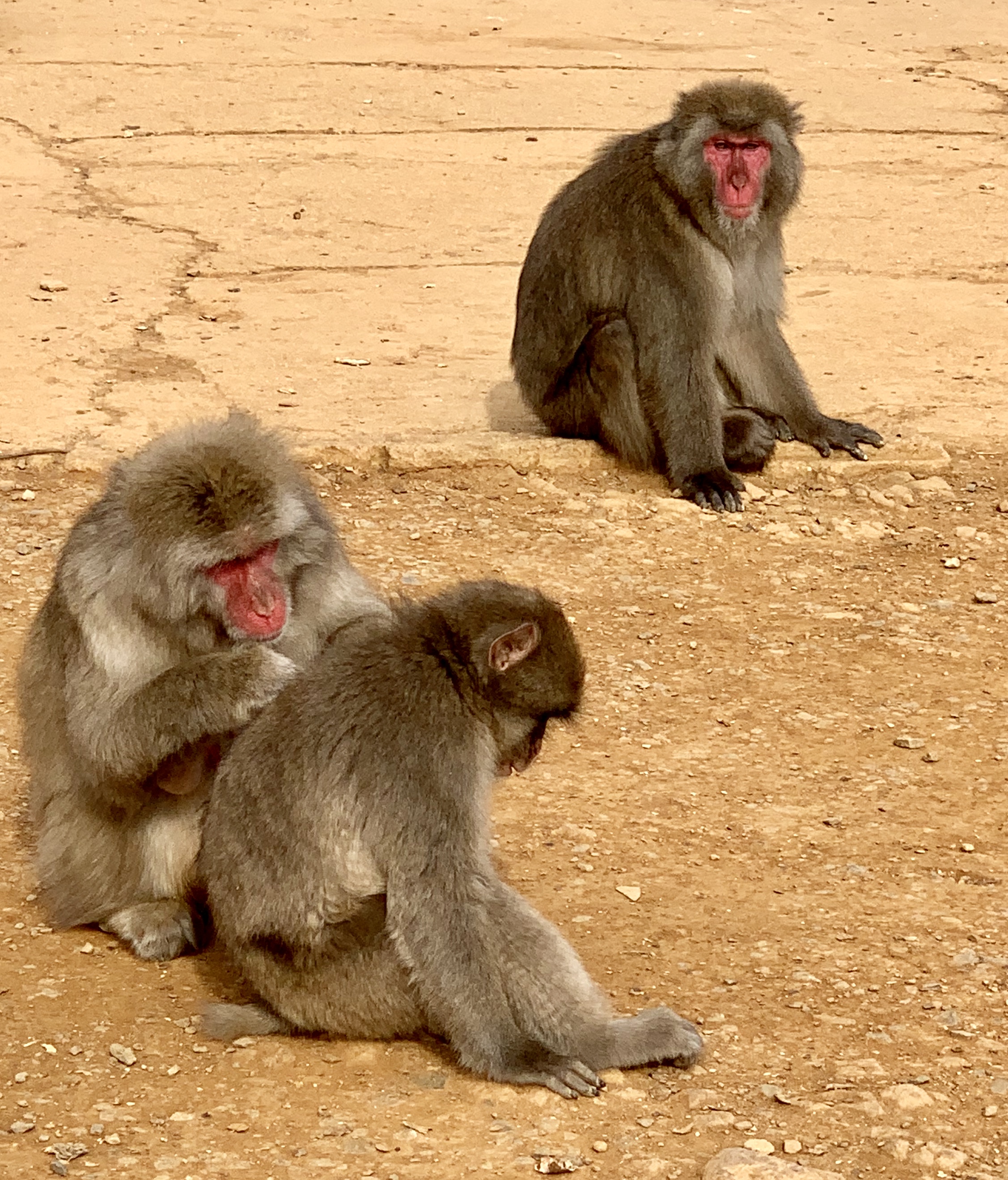 Macaque monkeys Arashiyama