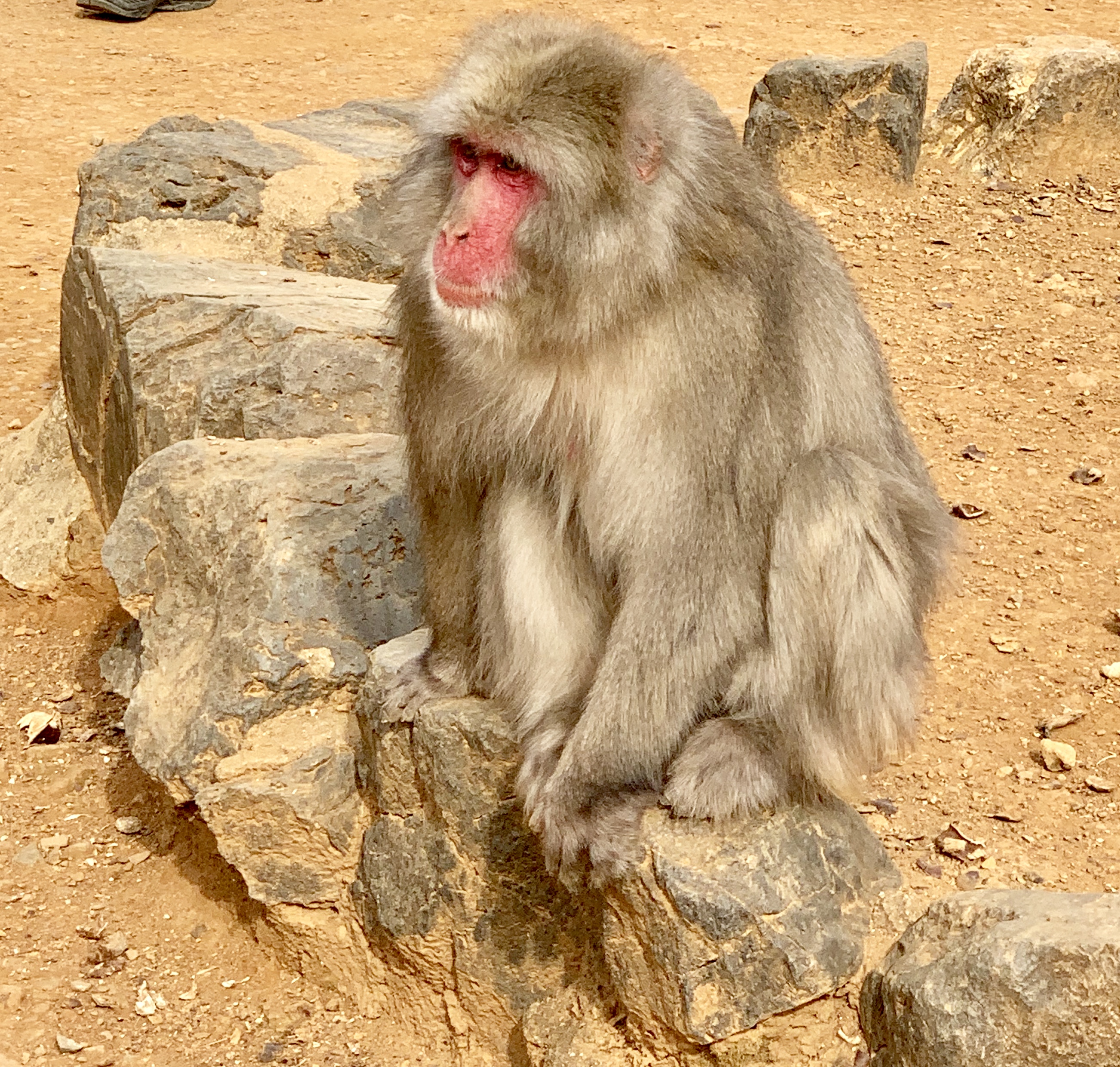 Macaque monkey Arashiyama