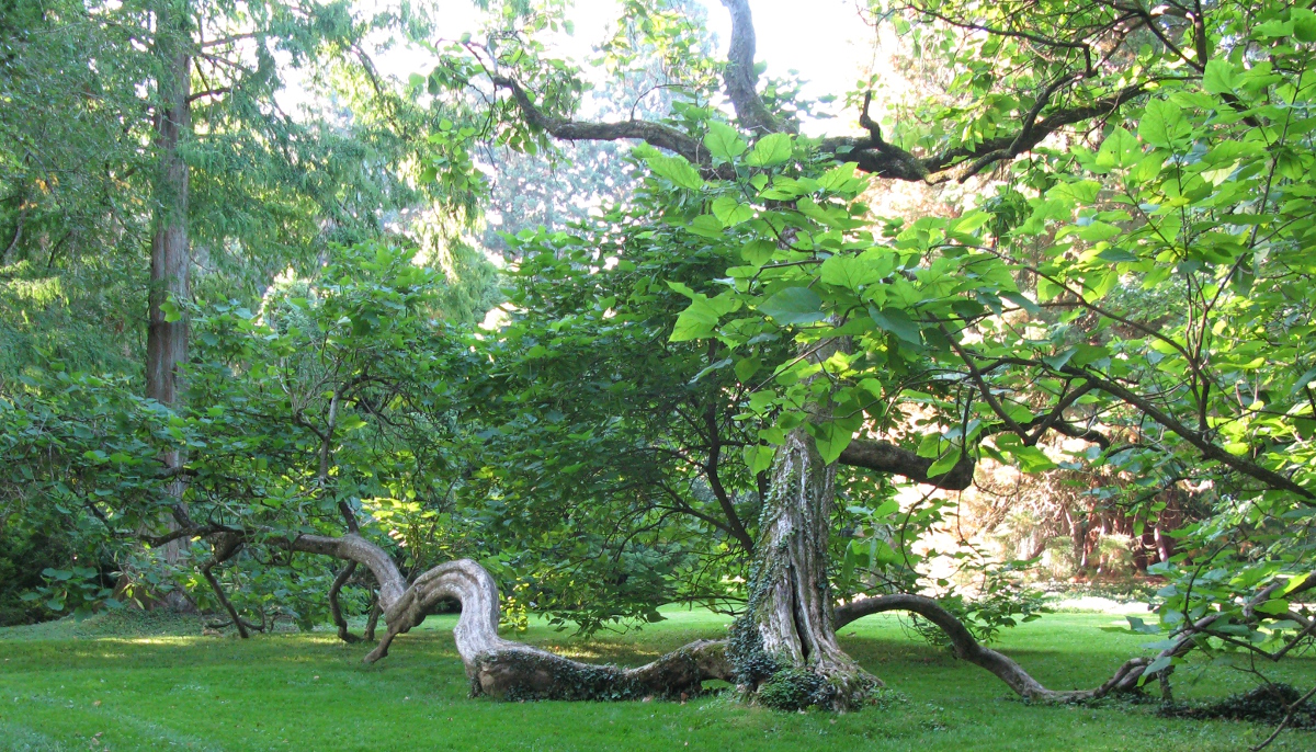 interessanter Baumstamm