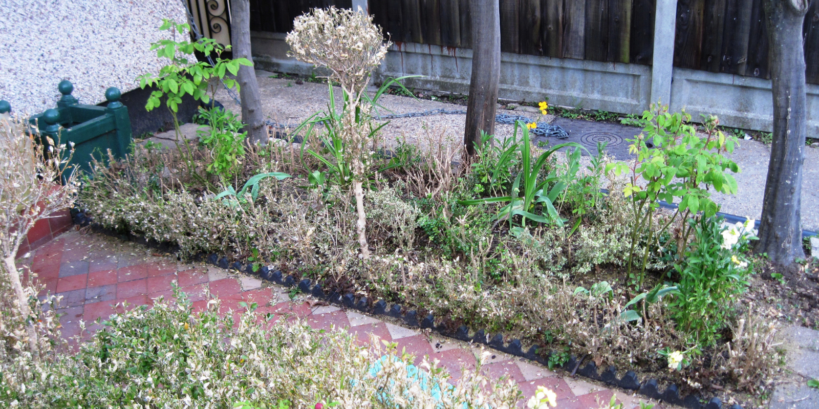 Blight cutback