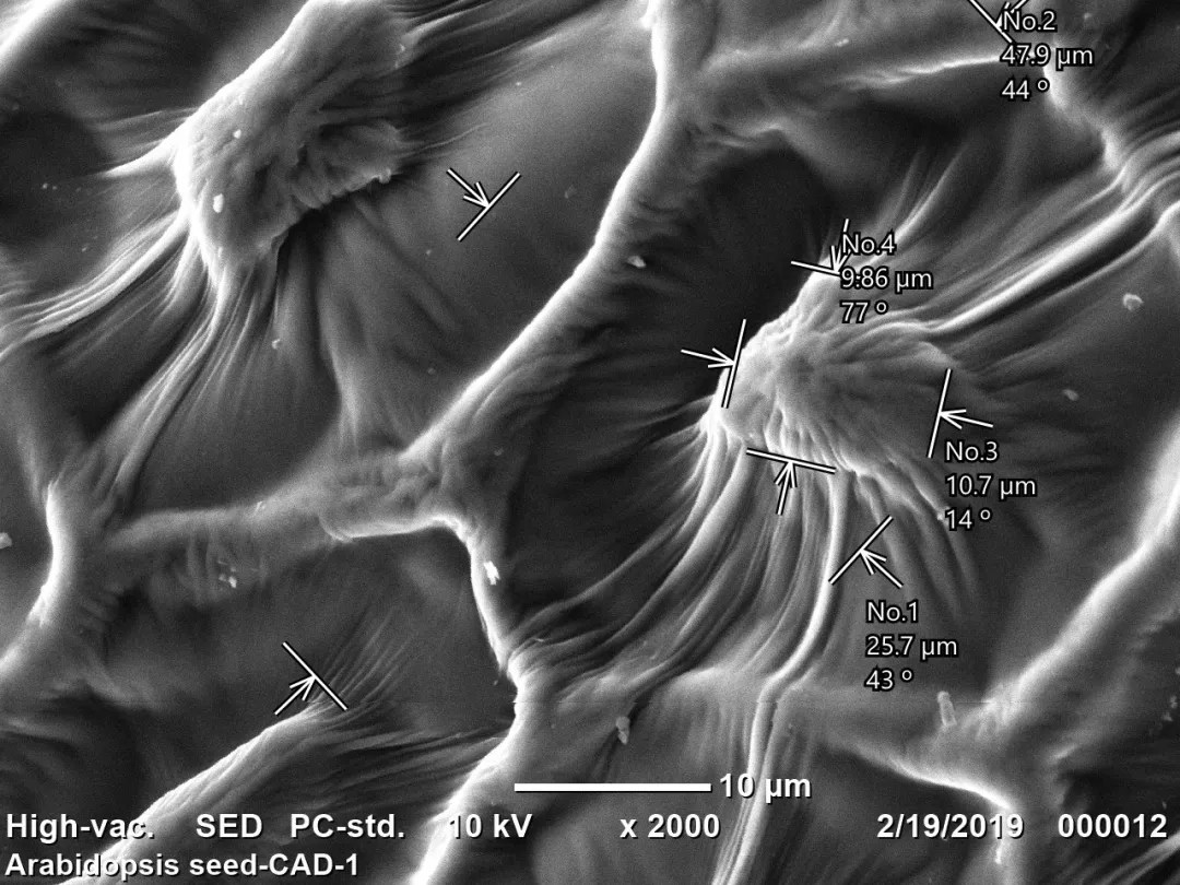 Arabidopsis Seed extreme closeup