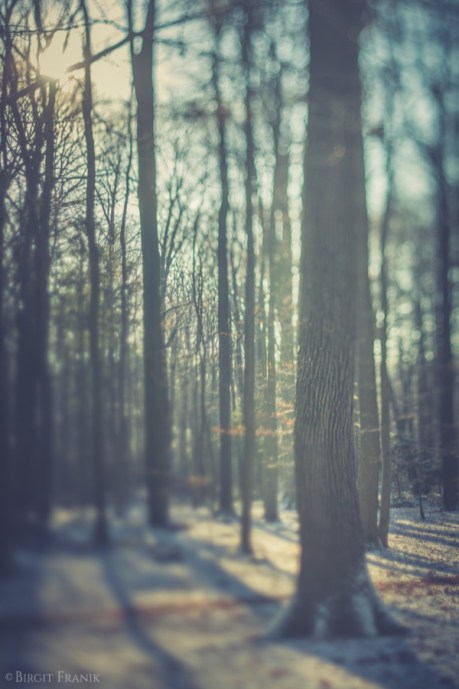 © Birgit Franik-20160118-20160118-_MG_6305 Wald