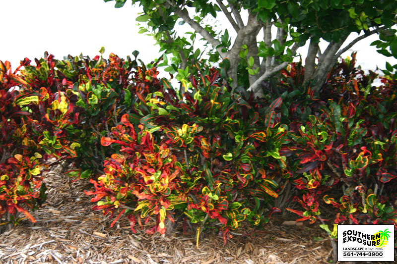 Croton, codiaeum variegatum, is a common houseplant grown for its striking foliage. croton: February 2010