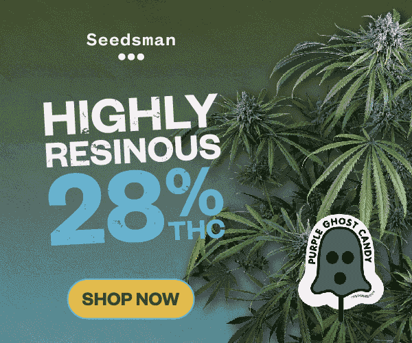 Purple Ghost Candy - Seedsman