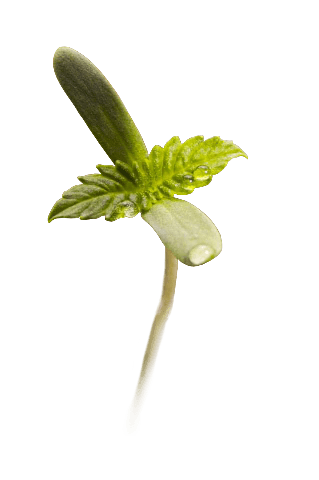 Seedling Transparent