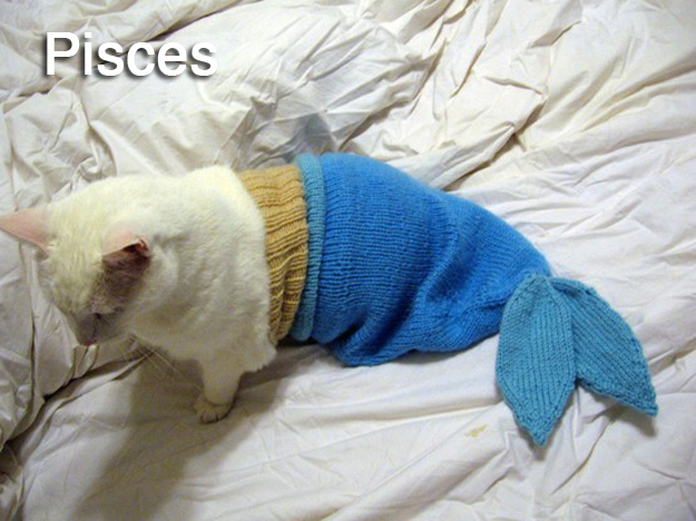 Help My Cat Likes To Dress Like A Fish Self Help For Cats