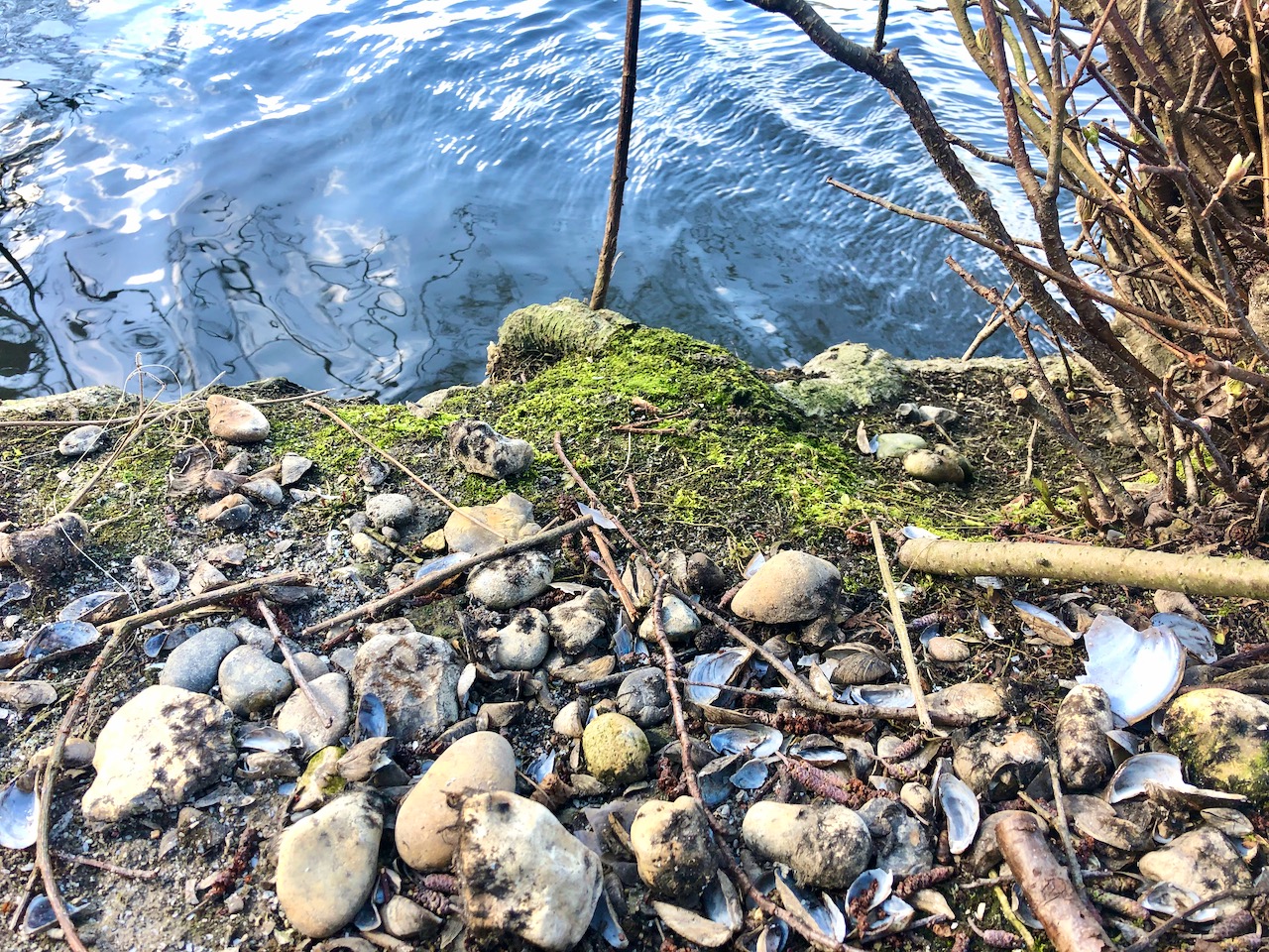 I think Otters use this as a feeding spot - fresh water mussel shells