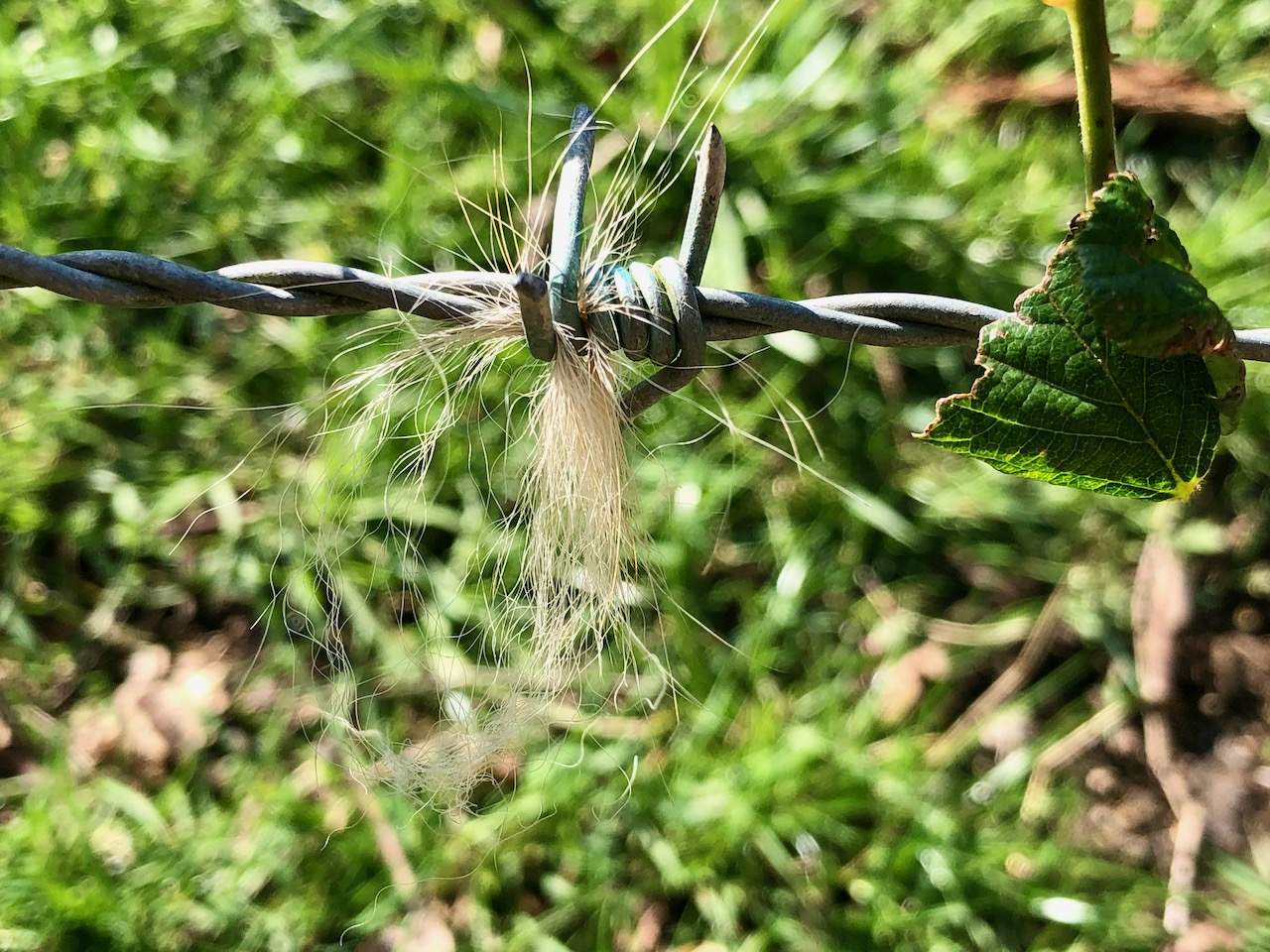 Badger hair caught on barbed wire?
