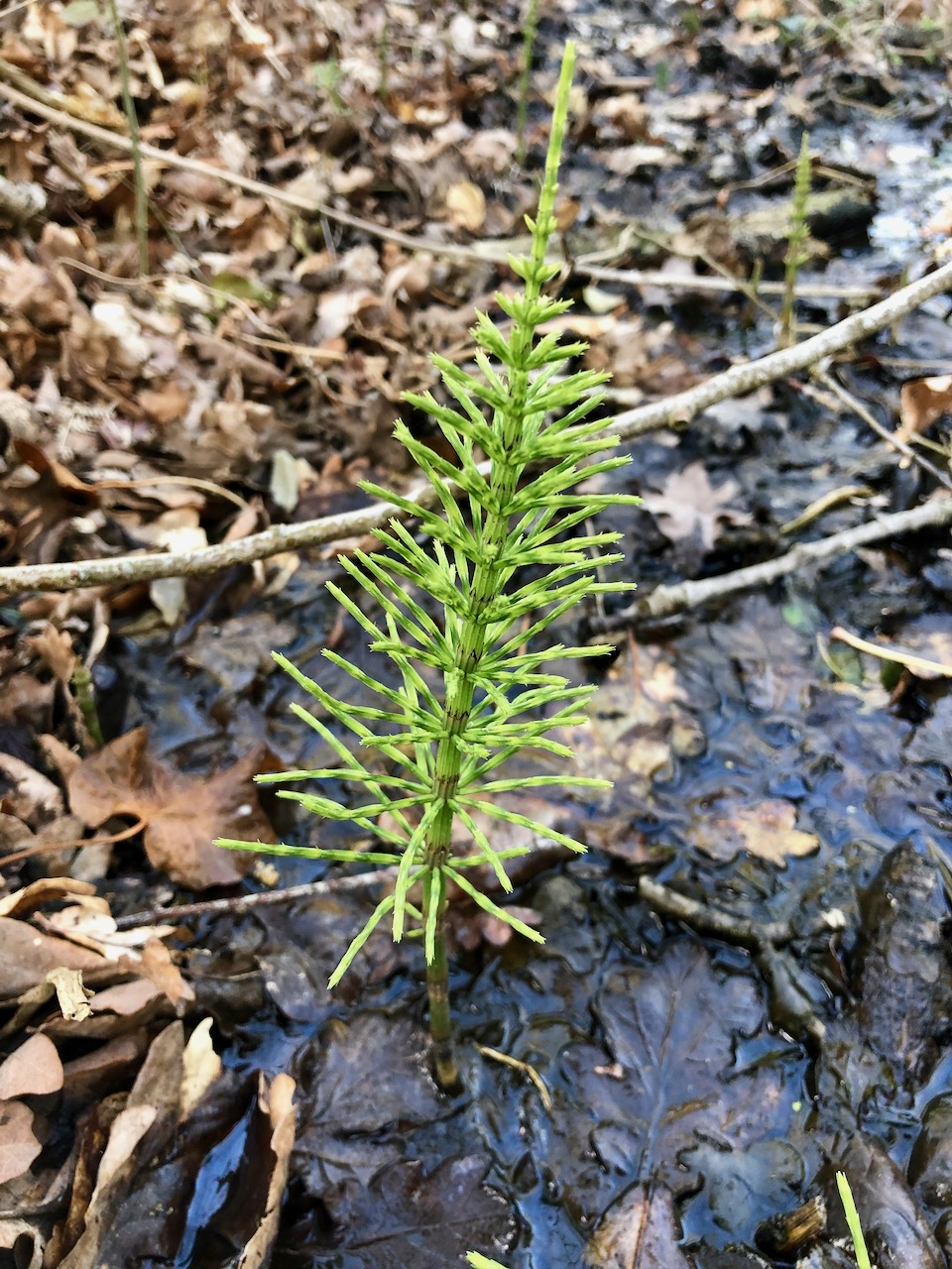 Horsetail plant