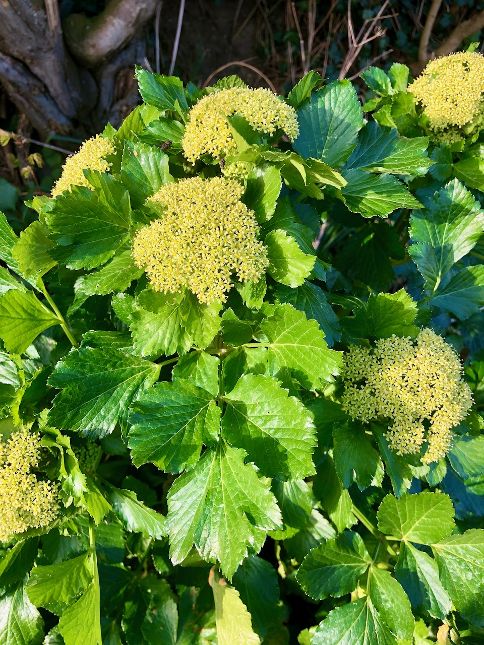 I think this is Hogweed, but could be wrong