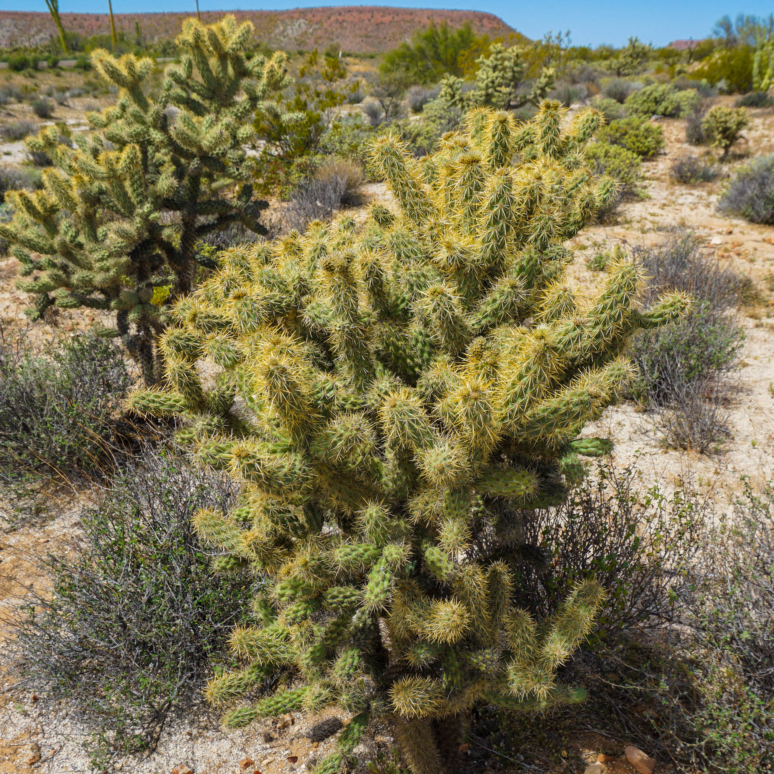 Cholla, this stuff is no joke.