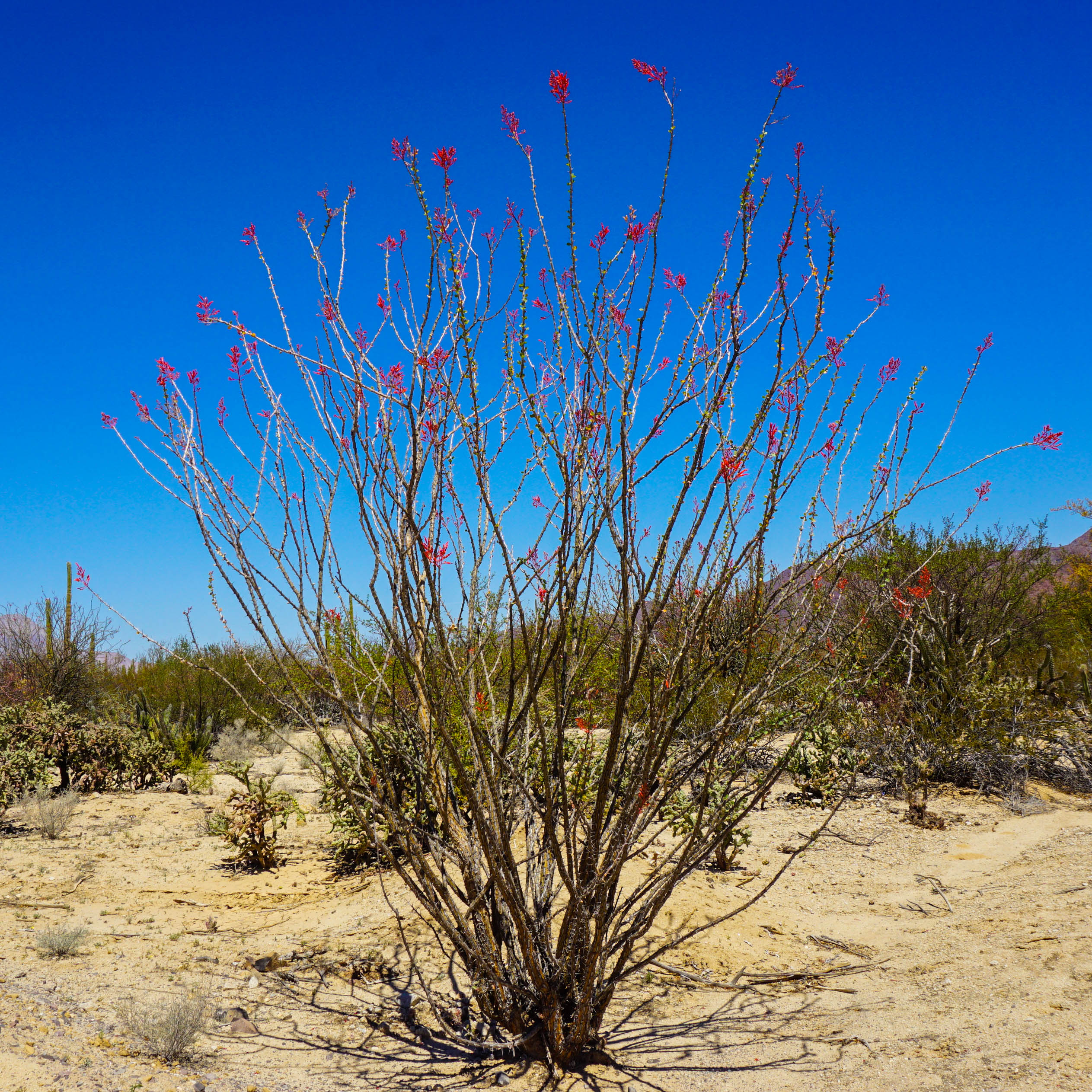 Many desert plants were in full flower in early April