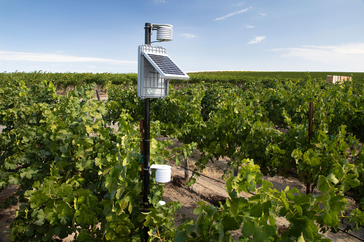 A Semios in-canopy weather station with attached in-block temperature sensors in a grape vineyard