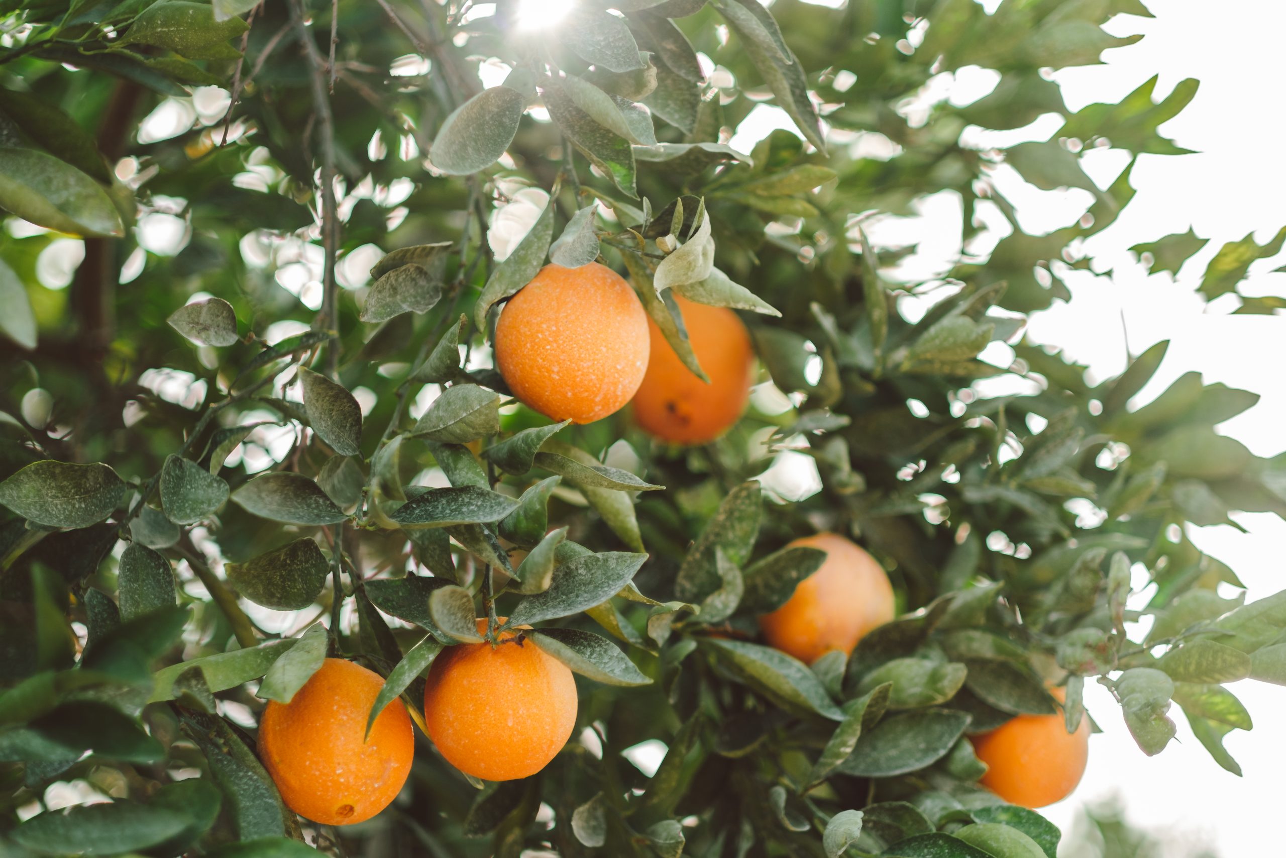 Citrus tree