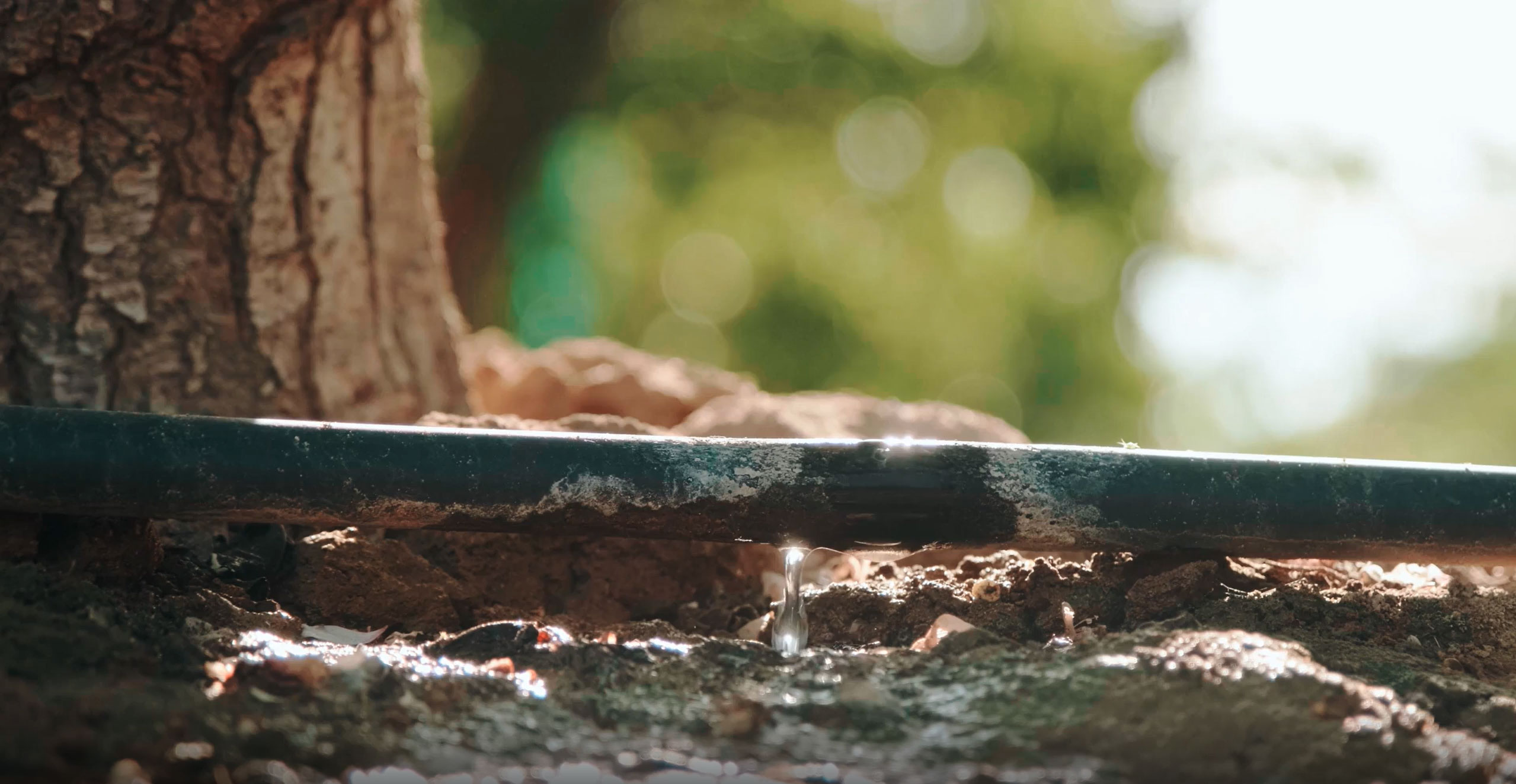 Water dripping from an irrigation line in an orchard