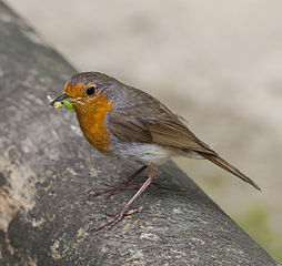 European robin