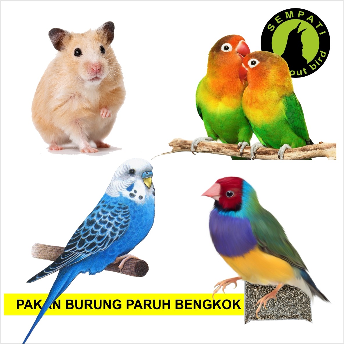 BIJI KUACI KWACI HITAM SUN FLOWER SEED BUNGA MATAHARI PAKAN MAKANAN BURUNG  LOVEBIRD LOVE BIRD HAMSTER BBMTH – Sempati Bird Shop